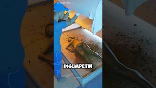 Download lagu They Didn't Realize There Was a Corpse Under the Hotel Bed 😱 #short #animation mp3 Download lagu They Didn't Realize There Was a Corpse Under the Hotel Bed 😱 #short #animation mp3