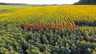 Sunflowers by Flynn Farms