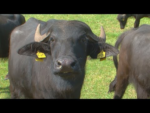 Extensive Rinderhaltung