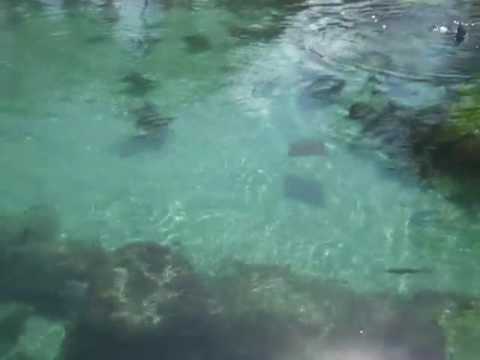 Jordin Sparks at the Predator Pool