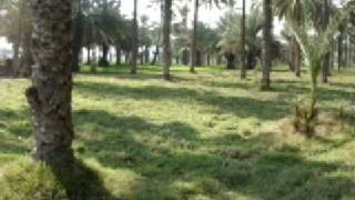 preview picture of video 'Wheat fields and Date Palm orchards in my village in Khairpur'