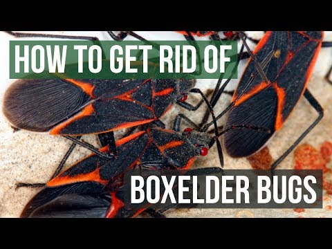 How to Get Rid of Boxelder Bugs (4 Easy Steps)