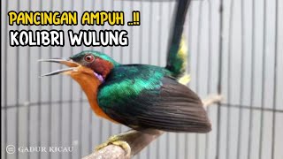 Download lagu kowul gacor !! pancingan emosi kolibri wulung mp3 Download lagu kowul gacor !! pancingan emosi kolibri wulung mp3