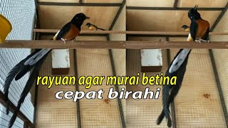 Download lagu Rayuan Maut Murai Jantan Bikin Murai Betina Cepat Birahi, Cocok Buat Pancingan mp3