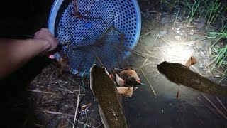 preview picture of video 'TÔI BẮT CÁ RÔ ĐỒNG CHÚA chỉ với cái rổ này thôi | miền tây mùa này bắt cá đã luôn amazing  fishing'