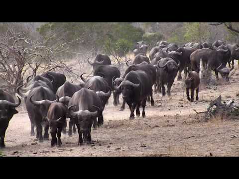 Djuma: Large breeding herd of African Buffalo-Pt:1 - 07:24 - 10/11/18