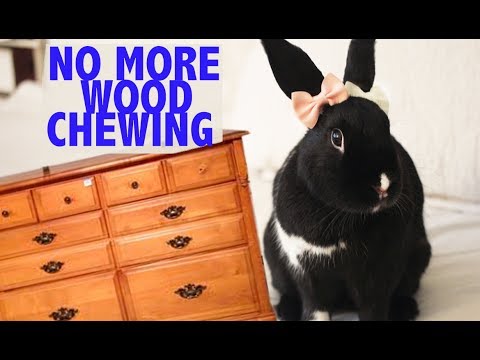 YouTube video about: How to stop rabbits from chewing wood?