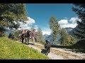 Stories Finding One S Place Among Donkeys