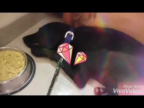 Meal before time,🐕🐶 unexpected 🐾🐾