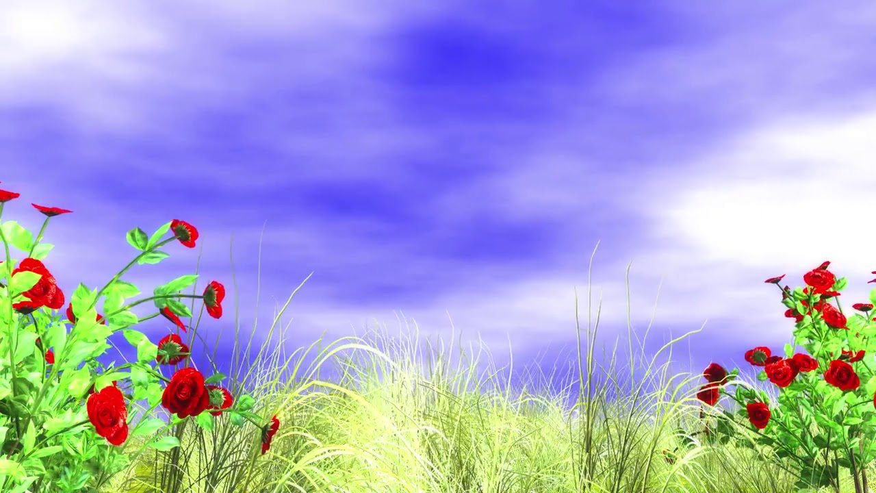 FREE HD video backgrounds – 3D animated red roses and grass with wind effect