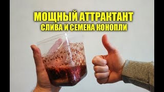 Готовим коноплю для прикормки