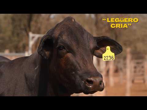 Cabaña La Gelid - 5° REMATE LEGÜERO EN QUIMILÍ - canal ganadero - remates 2026 - Lucas Gelid
