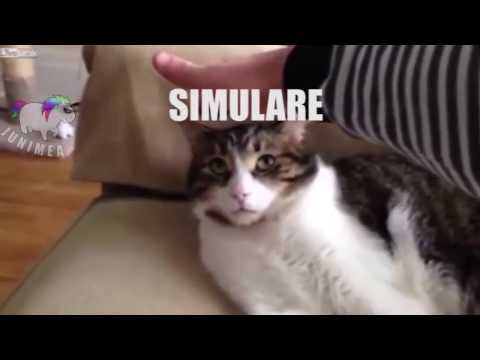 Când nu ai invatat nimic pentru simulare