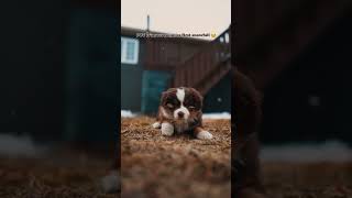 Download lagu I gave myself one rule with Winston and it was to soak in every bit of our first month together! I mp3 Download lagu I gave myself one rule with Winston and it was to soak in every bit of our first month together! I mp3