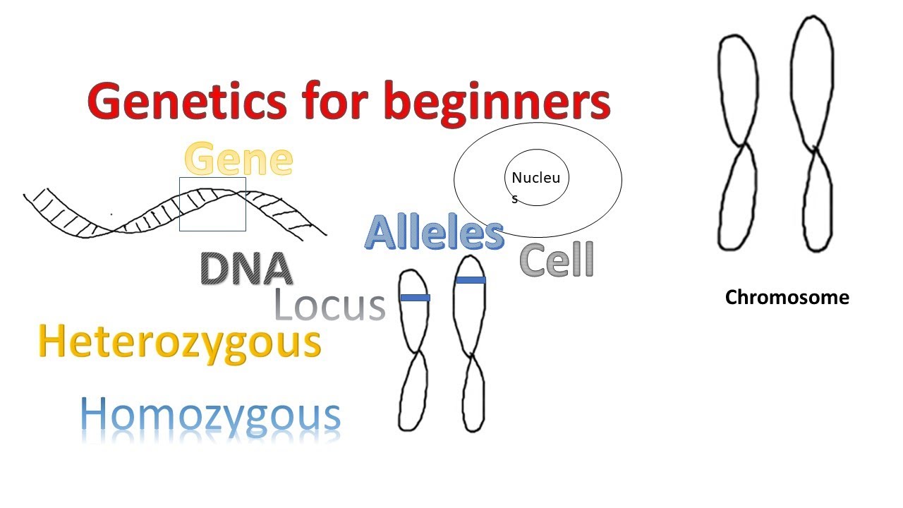 Genetics for beginners | Genes Alleles  Loci on Chromosomes |