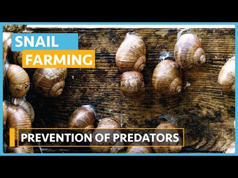Snail Farming Lesson 1 Introduction