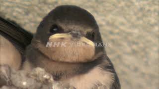 Download lagu NHK VIDEO BANK - Swallow Chick-raising mp3
