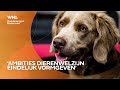 VVD en PvdD presenteren huisdierenakkoord: 'Dierenwelzijn in Nederland eindelijk vormgeven'