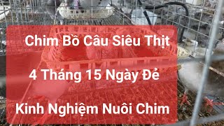 Nuôi Chim Bồ Câu 4 Tháng 15 ngày đẻ