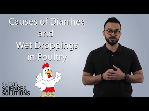4 Causes of Diarrhea and Wet Droppings in Poultry