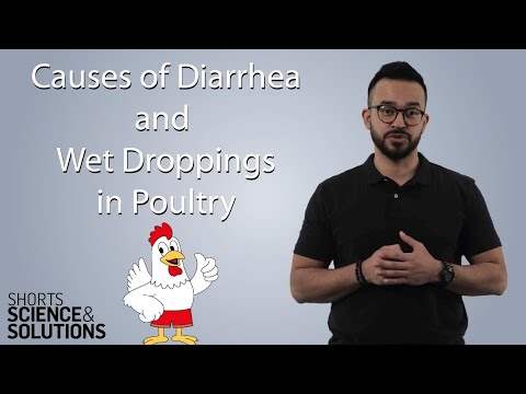 , title : '4 Causes of Diarrhea and Wet Droppings in Poultry'