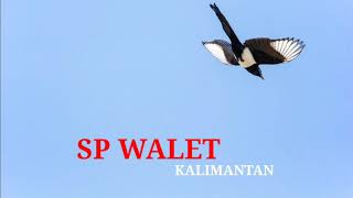 Download lagu SUARA WALET | SP RATU WALET PASKA | SUARA WALET TV mp3
