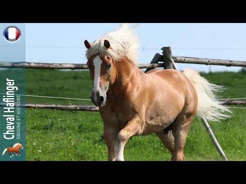 Cheval Haflinger, le premier cheval au monde à avoir été cloné, Origine des races