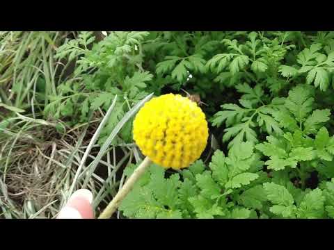 How To Harvest Craspedia Flowers, When To Harvest Craspedia Flowers