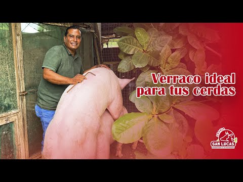 Ideal boar for each of your sows | San Lucas Farm