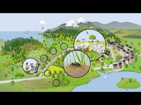 Så kan landskapets aktörer bidra till grön infrastruktur | Naturvårdsverket