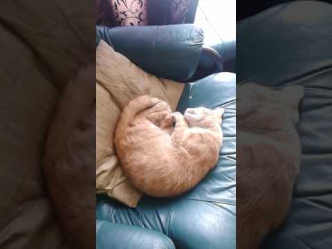 Sleepy Kiefer getting scared.. lol