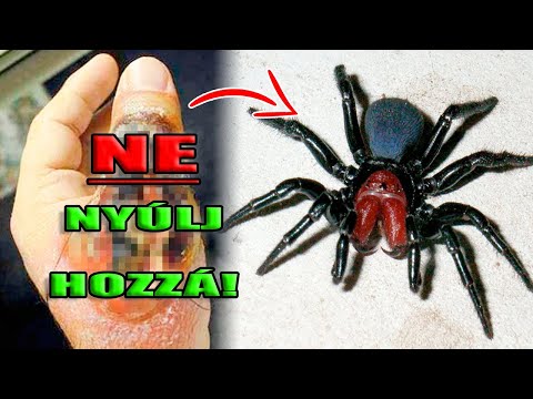 A LEGVESZÉLYESEBB PÓKOK A VILÁGON, AMIKTŐL MINDENKI TART!