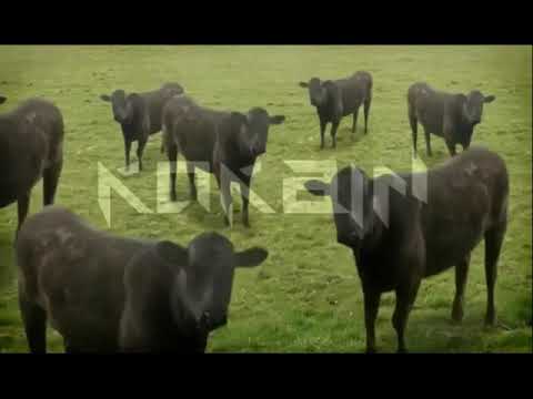 KOKAIN - Czubkolandia