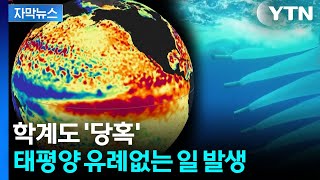 [자막뉴스] "이런 거 본 적 없다"...올 여름 심상치 않은 조짐 / YTN