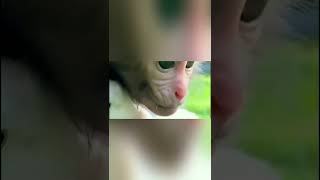 Download lagu MONKEY BiBi goes to do the laundry. (Part One) mp3