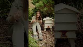 Bindi Irwin reminds us how important and special our native bees are this World Bee Day! 🐝