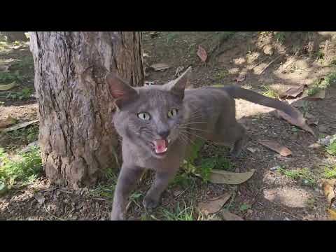 Hungry and Alone… Street Cats in the Park