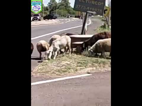 Alvear, Corrientes y sus animales 🤪