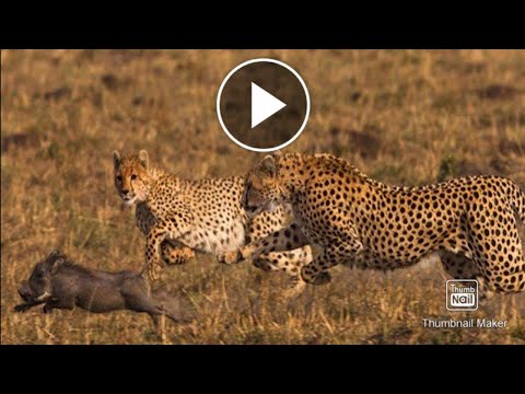 Ashamed Of Leopard Speed Can Not Catch Up With One Baby Warthog