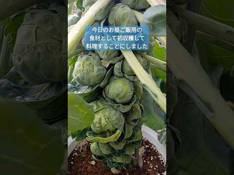 9月から2月にかけて実りの多い収穫を得るために芽キャベツを植えるにはどうすればよいでしょうか?  庭園