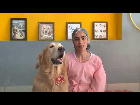 Cinoterapia Você sabe o que é?