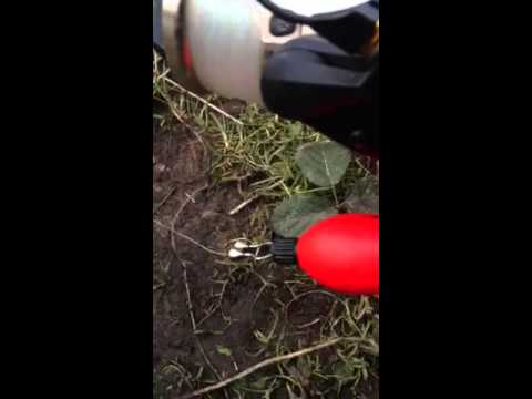 Mini segment - Drop-off indicator fishing for predators