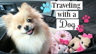 Road Trip with Daisy | How To: Traveling with a Dog \ Pomeranian