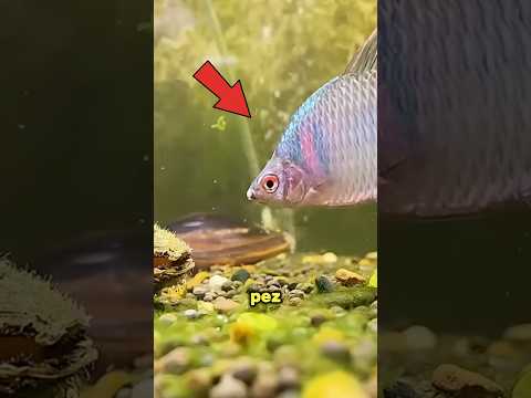 Las almenas odian a este pez