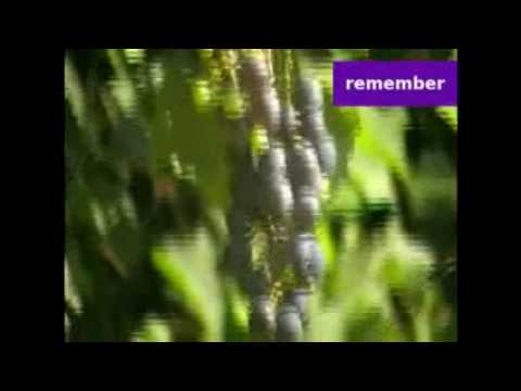 Weinberg-Wanderung am Comer See