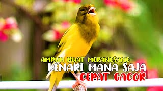 Download lagu PANCINGAN EFEKTIF, KENARI PAUD, KENARI MUDA, KENARI MACET CEPAT GACOR mp3 Download lagu PANCINGAN EFEKTIF, KENARI PAUD, KENARI MUDA, KENARI MACET CEPAT GACOR mp3