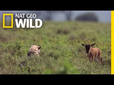 Baby Wildebeest Meets Baby Hyena | Destination WILD