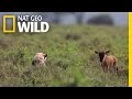Baby Wildebeest Meets Baby Hyena Destination WILD