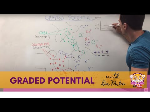 Graded Potential | Neuron