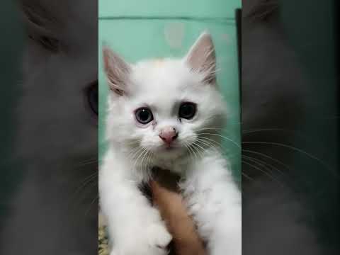 #cat love allah ki Kudrat my cat two colours eye #lovelycat 👀😽